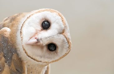 owl with head tilted